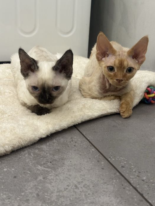 Piękna niebieskooka kotka Devon Rex !!