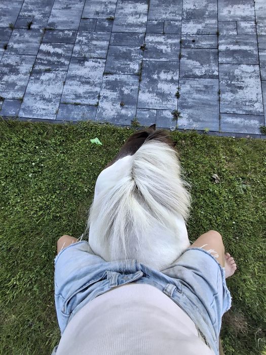 Kochany kucyk profesor