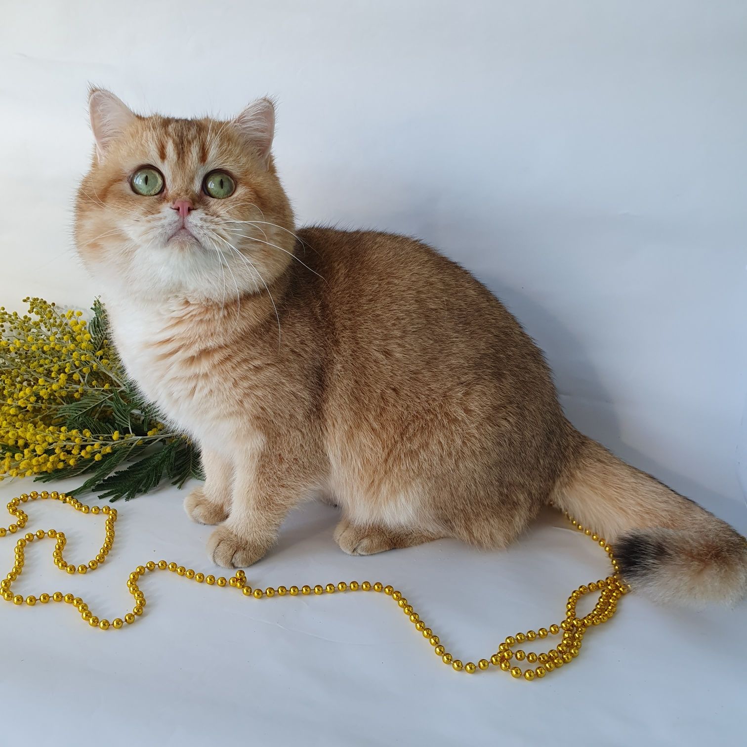 Британец, by11 золотая шиншилла котик в разведение не метит Киев