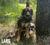 Kudłaty jak szpic, 1 rok, 12 kg, Lars adopcja za darmo oddam