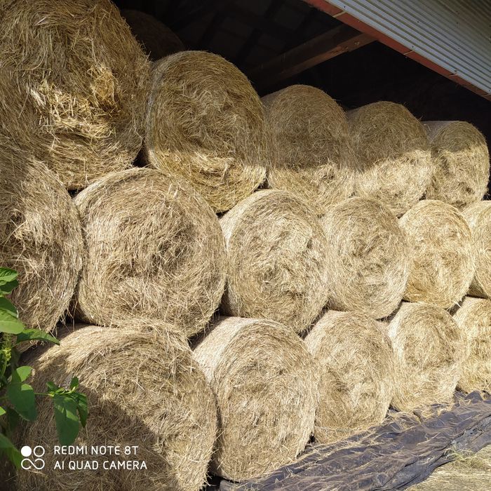 Sprzedam siano bardzo dobrej jakości