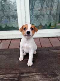 Jack russel  teririer