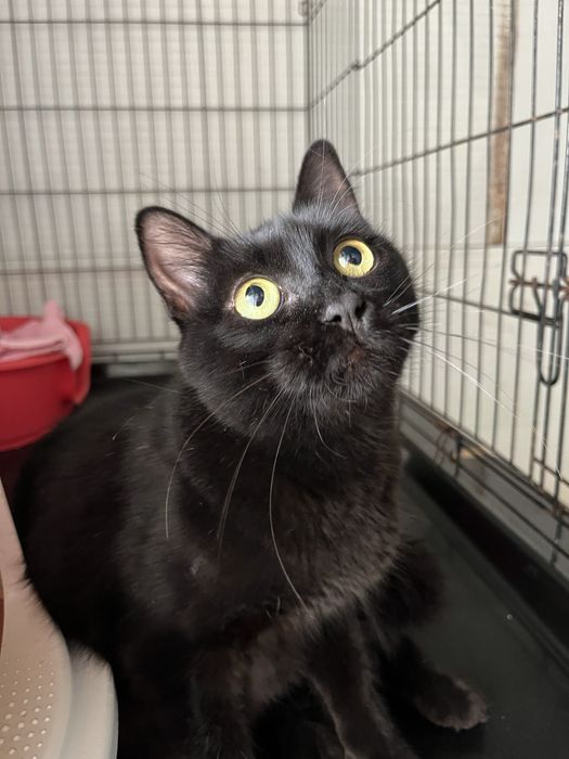 Moana- A gatinha que perdeu os seus bebes…