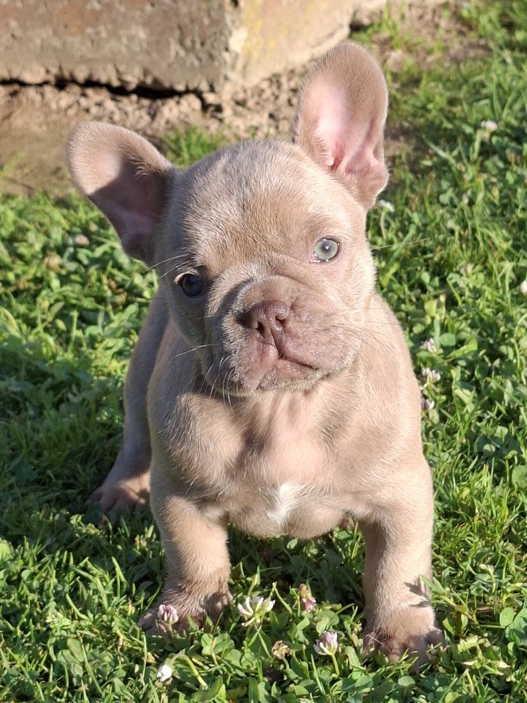 Buldog francuski Isabella