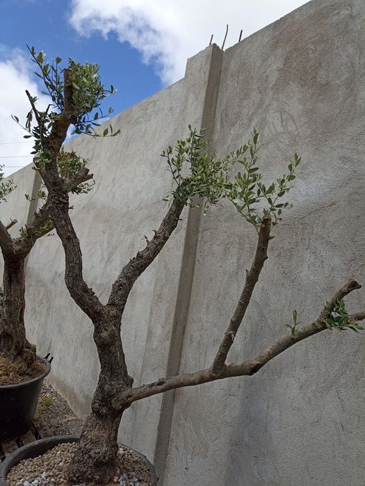 Oliveiras para Jardim