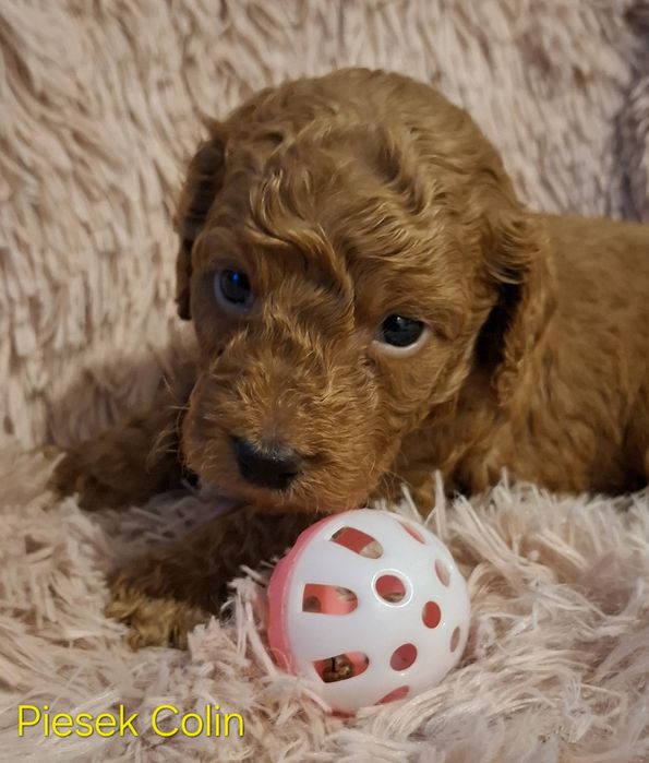 Śliczne Maluszki Pudel red toy/miniatura