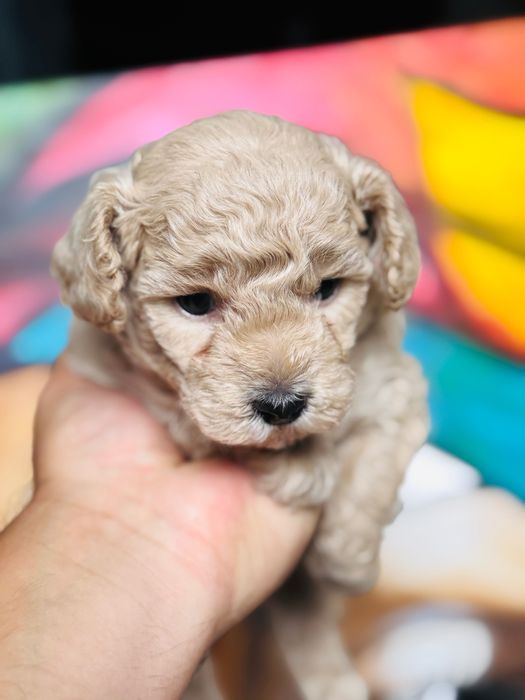 Rezerwacja - MALTIPOO 1FB - pies | 75% PUDEL TOY 25% MALTIPOO