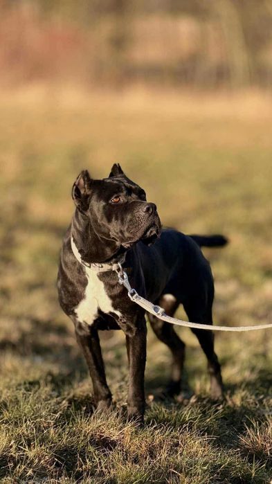 Wrażliwa Rea szuka domu
