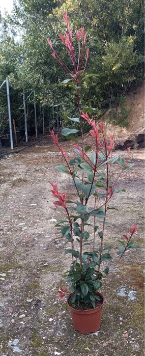 Vendo photinia ideal para sebes