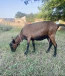 Коза, Козочка, Козы альпийские 100% и козлик