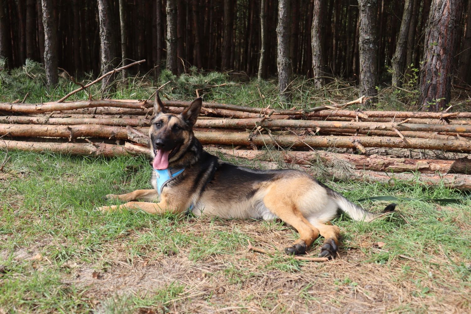 Rambo owczarek belgijski prosi o dom! Grzeczny pies