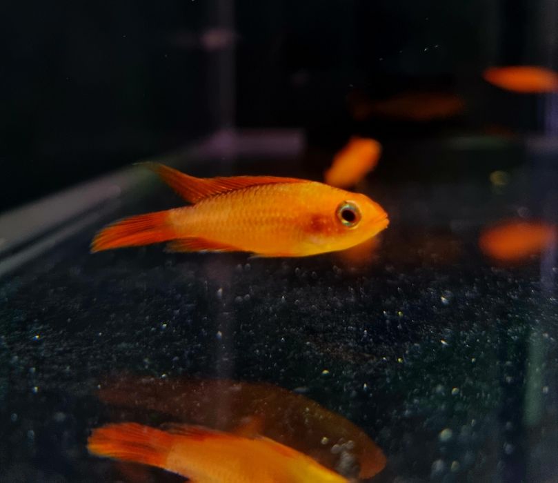 Apistogramma agassizii super fire red (pielęgniczka)