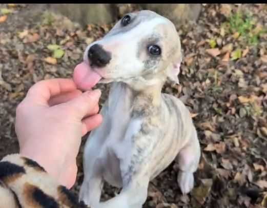 Whippet płowy niebiesko pręgowany piesek ZKwP