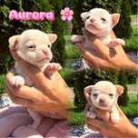 ***Aurora*** maleńka laleczka Chihuahua