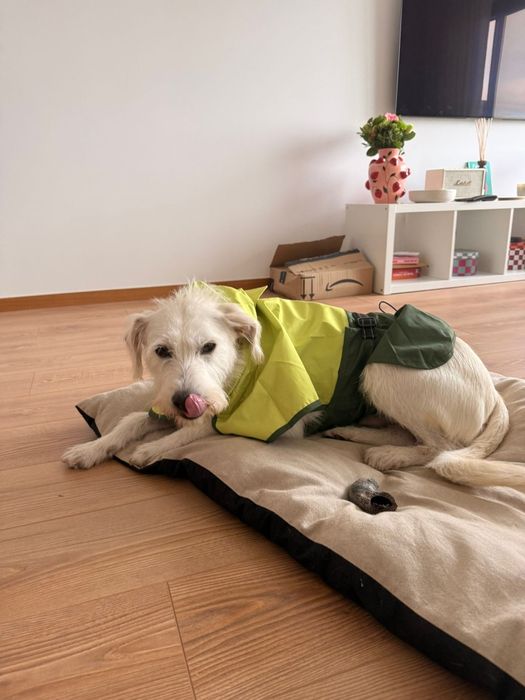 Cão meigo para adoção