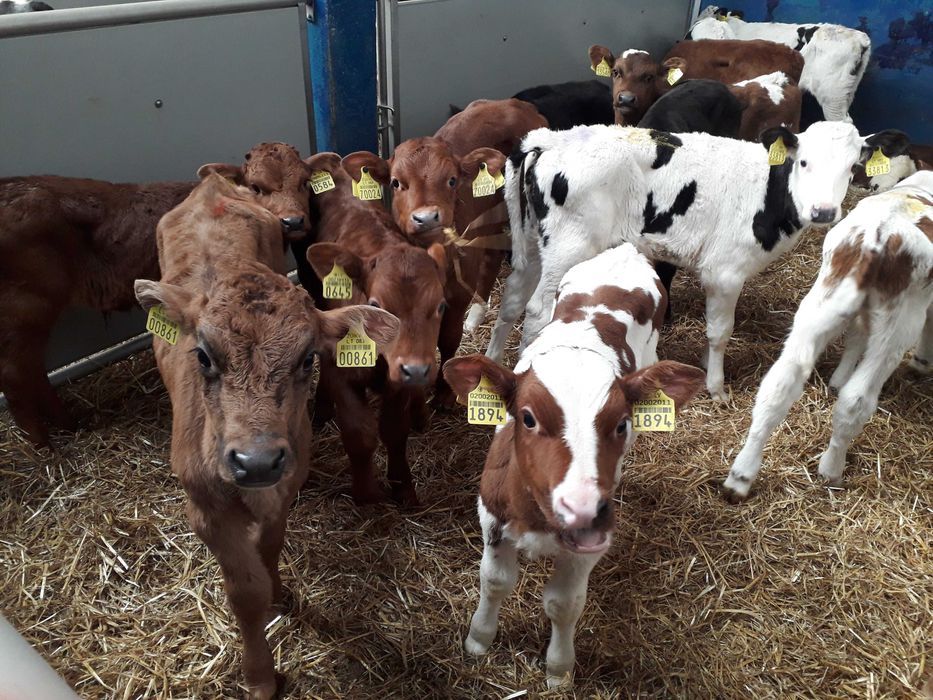 Cielęta  mięsne, MM,MS, jałówki HF na krowy, dowóz