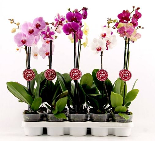 Орхидеи цитрус антуриум - Доставка растений и цветов из Голландии, Ази