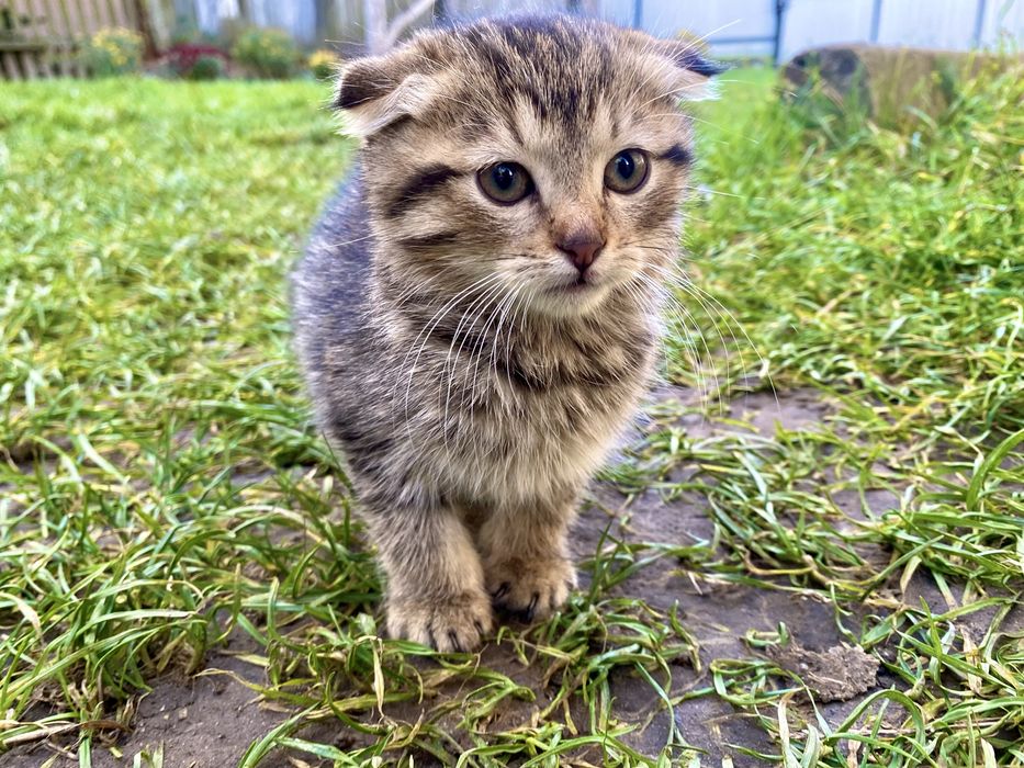 Віддам кошенят в добрі руки