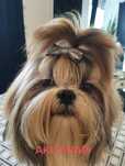Shih tzu idealny 100% czystości rasy