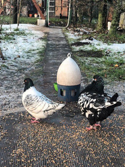 Gołębie Strasery Kingi Rysie