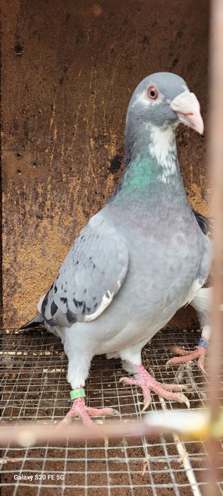 Gołębie staropolskie