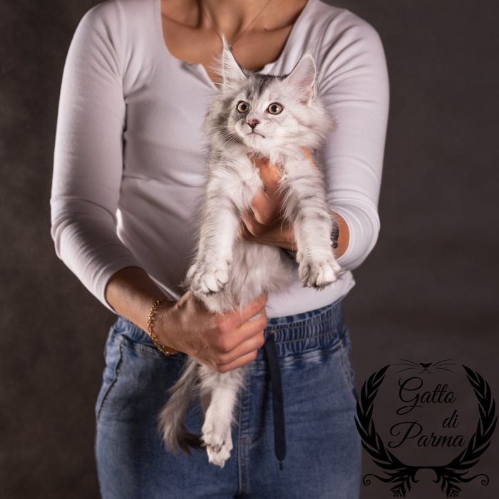 Kotka Maine Coon FPL szylkretka czarna srebrzysta