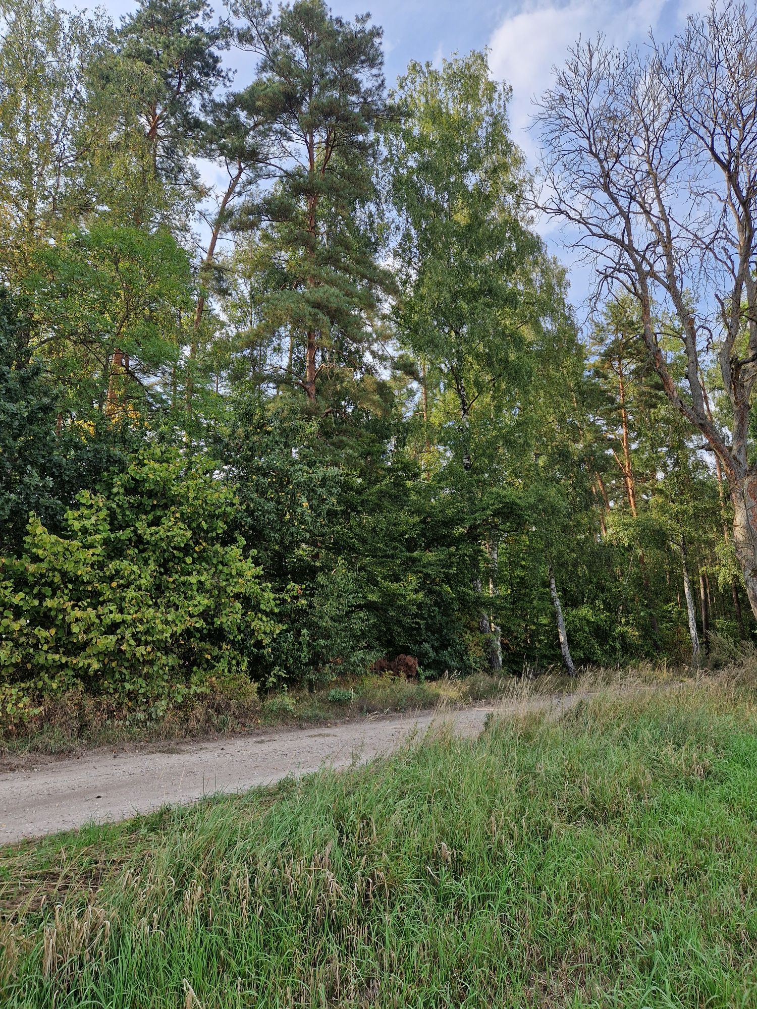 Działkę rolną sprzedam. Kaszuby.