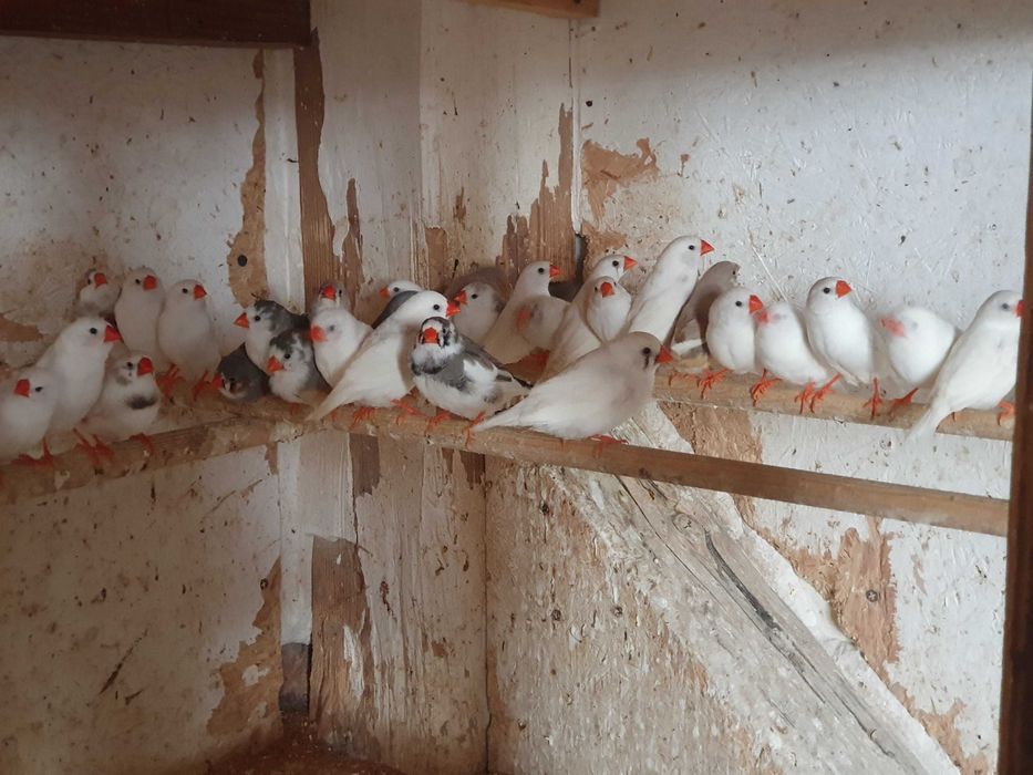 Sprzedam zeberki różne gatunki