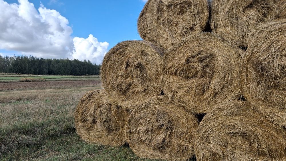 Siano z pola tegoroczne
