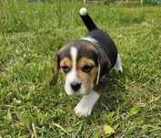 Beagle tricolor - szczeniak rasowy
