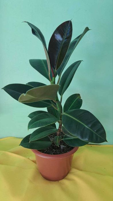 Фікуси Робуста, дорослі рослини