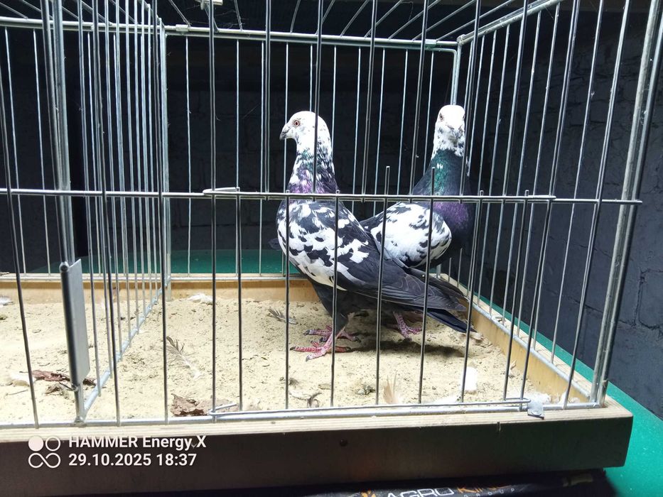 Sprzedam pocztowe tygrysy