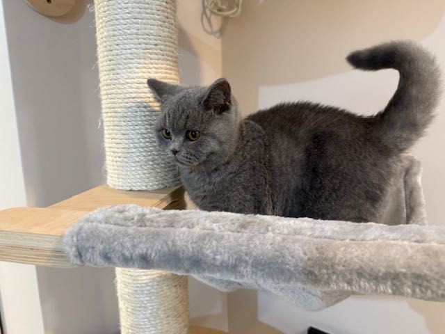 Kocurek brytyjski niebieski z rodowodem gotowy do odbioru