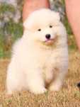 Samoyed suczka , śliczna, biała , puszyste kulka. FCI ZkwP