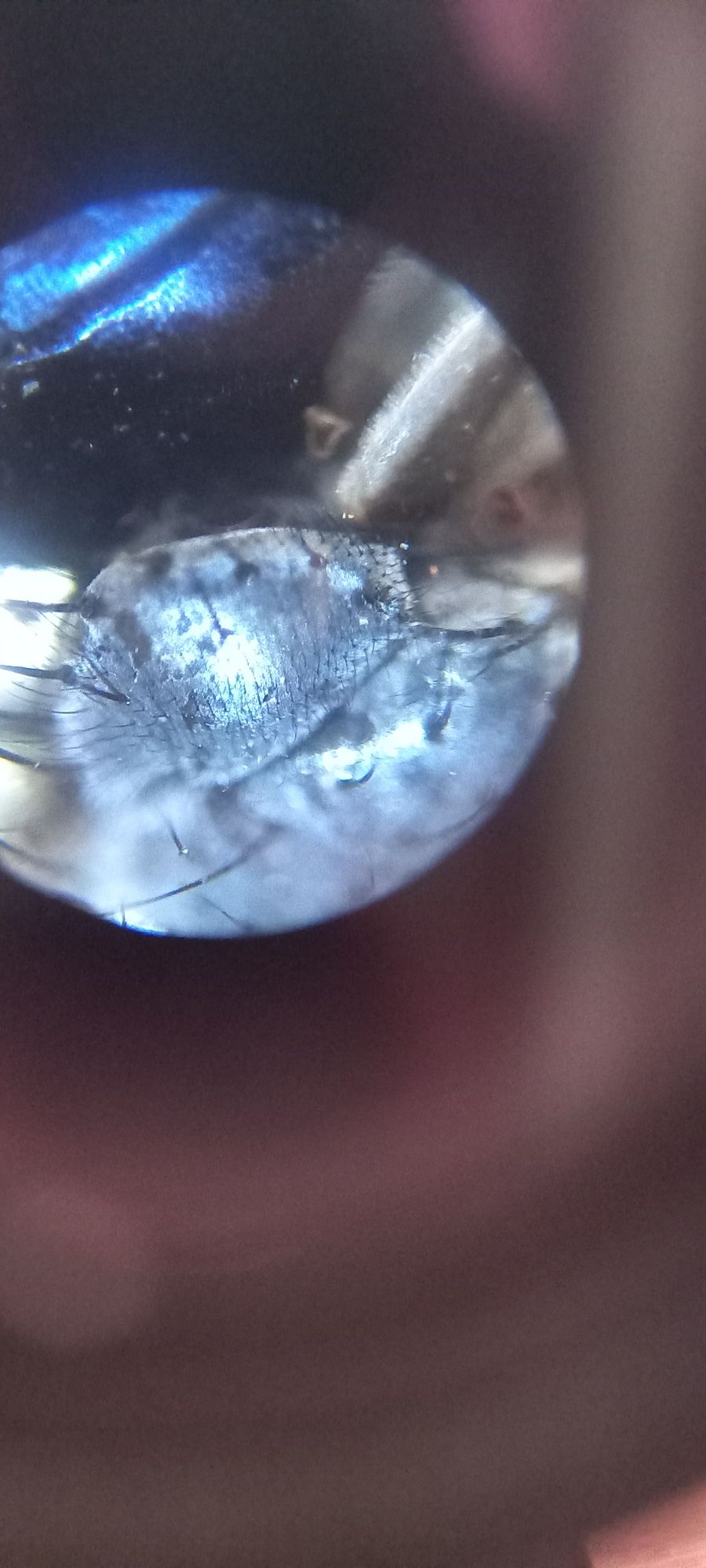 Микроскоп Biolight 100