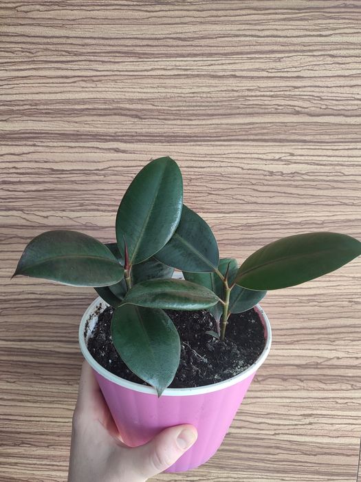 Фикус Робуста Пластика