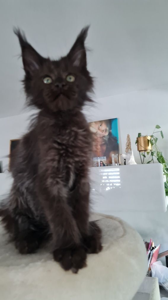 Maine coon  kotka czarna