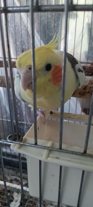 Vendo caturra macho