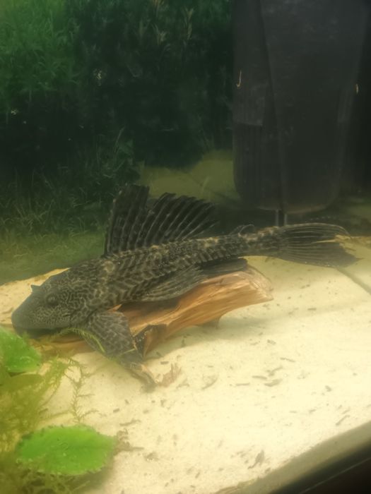 zbrojnik 20 cm pleco i gibi