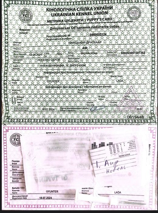 Продається собака порода жорсткошерста  Дратхаар  вік 1.3 міс вартість