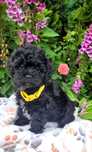 Shihpoo samiec shihtzu pudel toy cavapoo