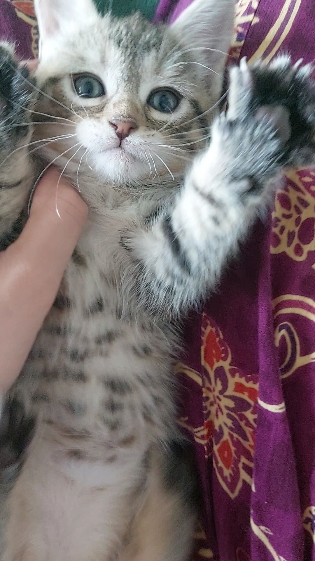 Кошеня тигристе (1 місяць)
