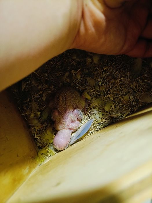 Rosicolis bebê para criar a mão