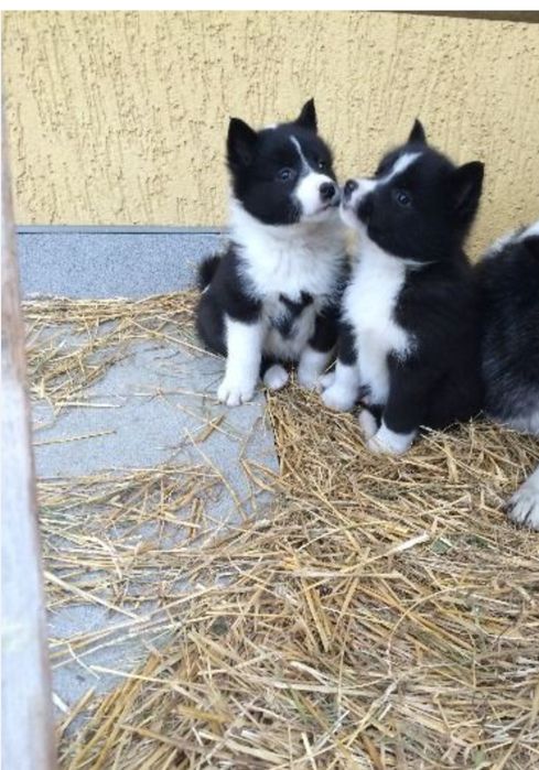 Цуценята Руско Европейские