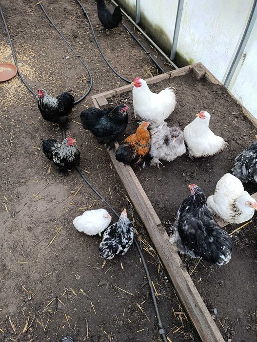 Kurczaki karzełek kochin, kochin miniaturowy