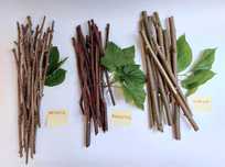 morwa aronia porzeczka gryzaki #królik #koszatniczka #swinkamorska