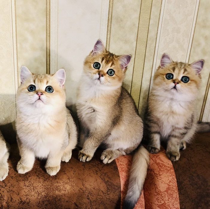 Золота шиншилла. Хлопчики та дівчатка. Купити в Київі, в Україні .