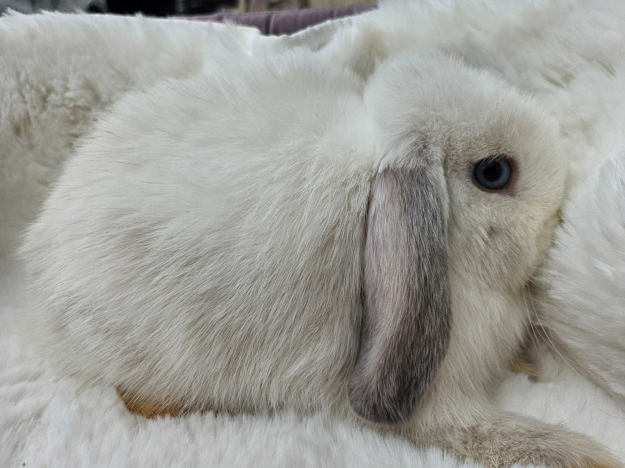 Mini Lop        LIKWIDACJA HODOWLI 2 za 1