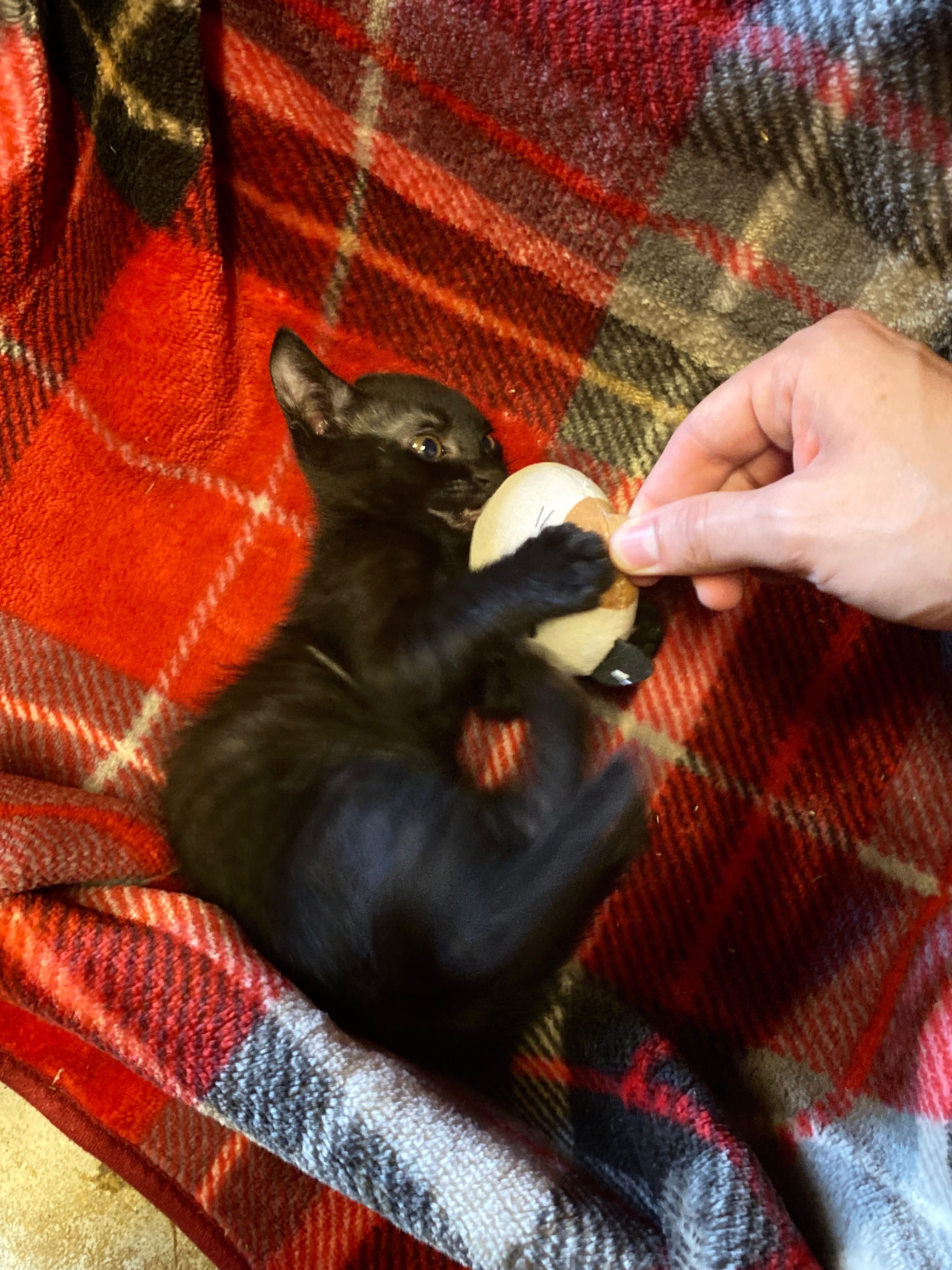 Gatinhos para adopção responsável