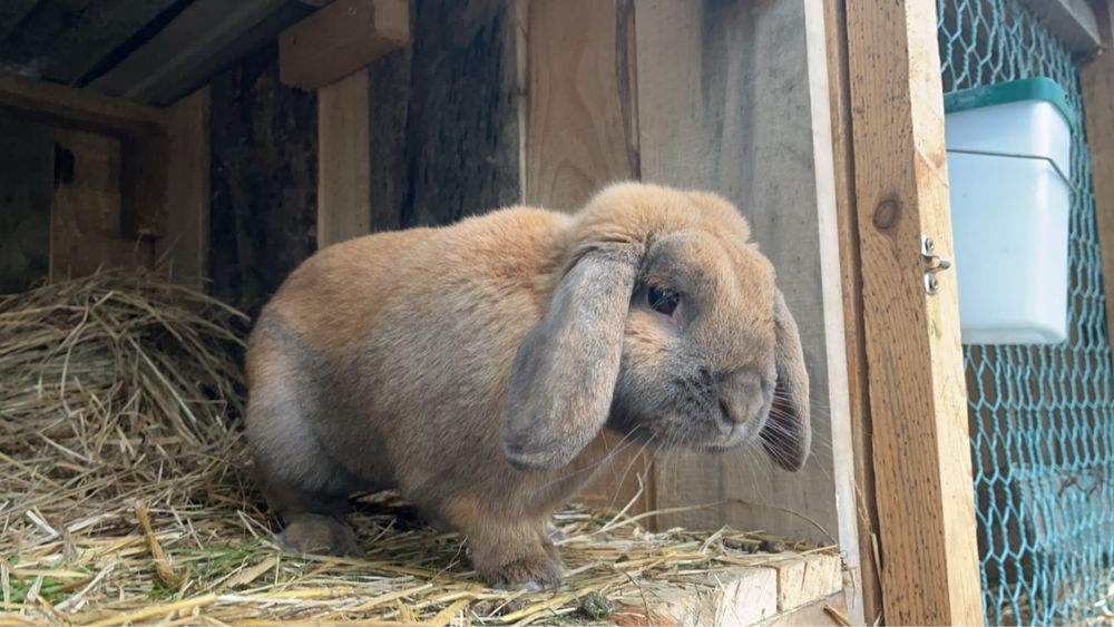 Karzełek Baran Mini Lop samiec